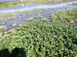 Image result for Enydra