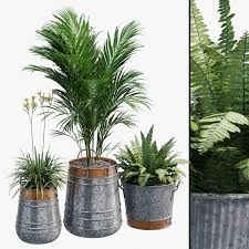 Dia Zinc 3d Model In 2020 Day Lilies Plants Tropical Plants