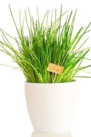 Growing Chives Indoors How To Grow Chives Plant Growing Chives Chives Plant Planting Herbs