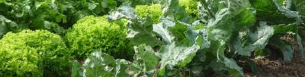 Semer Les Salades De Printemps