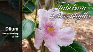 Image result for Tabebuia heterophylla