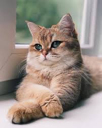 Birbirinden Sirin Kediler Sayfa 9 11 2020 Sevimli Kedi Yavrulari Sevimli Kediler Kedi