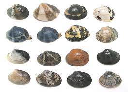 Manila clam shell crafts projects. Manila Clam Animal Crossing Wiki Fandom