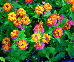 Cherry Sunrise Lantana Love This Flower Because It Is Heat Tolerant And You Dont Have To Water Very Often Lantana Lantana Camara Lantana Plant