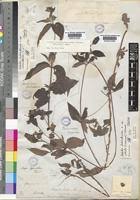 Image result for Aspilia ciliata