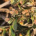 Image result for Euphorbia inaequilatera