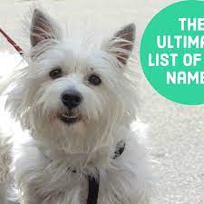 From the best brands of the season. 1500 Dog Names By Color Breed Size Origin And Group Pethelpful