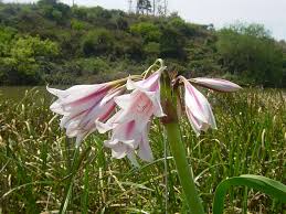 Image result for Crinum harmsii