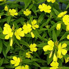 Jan 26, 2019 · the flowers remain open throughout the night and into the morning, when temperatures rise and the flowers wilt. Yellow Four O Clock Flowers Watercolor Print Photograph By Patricia E Sundik