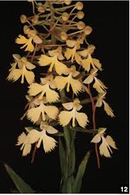 Image result for Habenaria adolphi