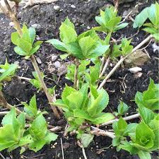 Gardening with you for 78 years —reliable, affordable and thoroughly enjoyable plants. Hydrangea Macrophylla Early Blue Hydrangea Early Blue In Gardentags Plant Encyclopedia
