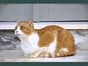 20 Fun Facts about Orange Tabby Cats - Cat Breeds, Cat ...