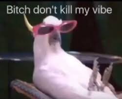 Don T Kill My Vibe Or Else In 2020 Memes Funny Faces Cute Memes Funny Relatable Memes
