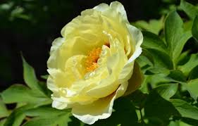 We did not find results for: Wallpaper Macro Yellow Petals Peony Images For Desktop Section Cvety Download