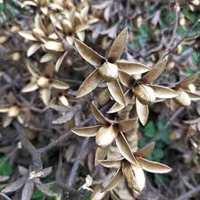 Image result for Toona