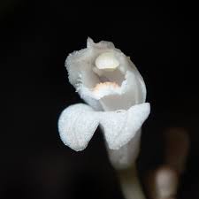 Image result for Didymoplexis