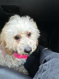 I saw a post before from someone looking for this pup but can't find it  now..