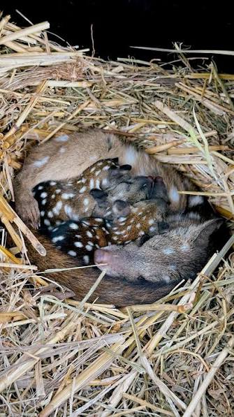 It’s National Threatened Species Day, and these Chuditch (Western Quoll) are thriving in the Taronga Sanctuary! With spring in full swing and new life all around, these Chuditch joeys are no ...