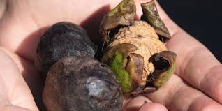 Colmek Memek Mulus Membuat Crot