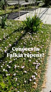 Image result for Falkia