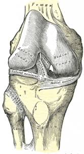 Anterior Cruciate Ligament Acl Injury Physiopedia