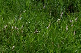 Image result for Persicaria madagascariensis