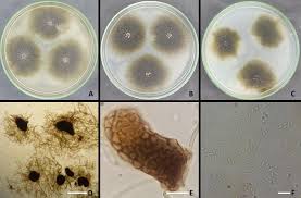 Production of cocktail enzymes and partial purified pectinase utilizing  lignocellulosic wastes by specific Didymella species Ahm