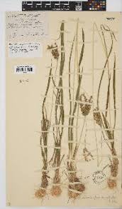 Image result for Andropogon amethystinus