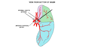 The blood vessels are the components of the circulatory system that transport blood throughout the human body. 2 Minute Neuroscience Blood Supply Of The Brain Youtube