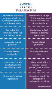 difference between amoeba and paramecium structure