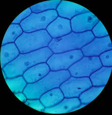 We did not find results for: Pin By Mrs Stoddard On Costume Society Competition Accessorie Changed Into A Garment Plant Cell Things Under A Microscope Cell Biology