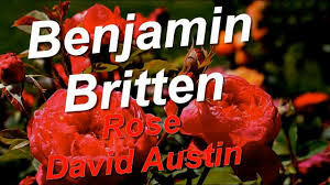 Maybe you would like to learn more about one of these? Benjamin Britten Rose David Austin Youtube