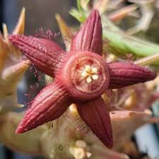 Image result for Duvalia