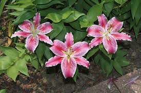 Are you looking for names inspired by flowers for your beautiful baby girl? Different Types Of Flowers Flower Types Monocots And Dicots