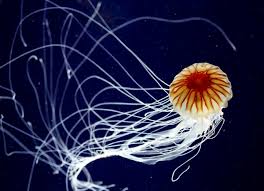 Image result for Jellyfish