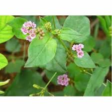 Image result for Boerhavia diffusa