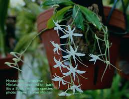 Image result for Aerangis appendiculata