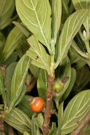 Image result for Tarenna leonardii