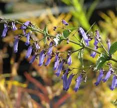 Image result for Isodon ramosissimus