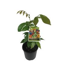 The ice cream bean tree (igna edulus) is a true dessert fruit. 3l Inga Ice Cream Bean Inga Edulis Bunnings New Zealand