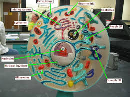 Organelles in eukaryotic cells 5. Cell Model Labeled Eukaryotic Organelles