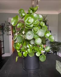 Image result for Pilea bambuseti
