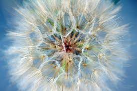 Dandelion Flower Close Up Blue Background Photograph Print Etsy Flower Close Up Dandelion Flower Dandelion