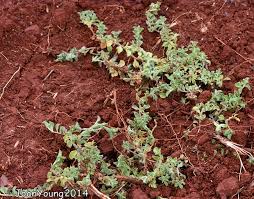 Image result for Aptosimum elongatum