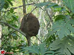 Pin On Animals And Plants That Live In The Rainforests