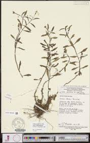 Image result for Calvoa