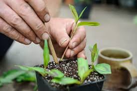 Six Propagation Mistakes to Avoid | BBC Gardeners World Magazine