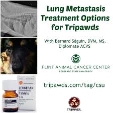 Pulmonary adenocarcinoma is just one form of cancer, but most cancerous tumors have the effect of weakening. Lung Metastasis In Tripawds Treatment Options