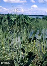 Image result for Panicum trichocladum
