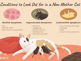Cat urine contains uric acid, which can last in carpets, fabrics and wood for years! Post Natal Care Of A Cat And Her Newborn Kittens
